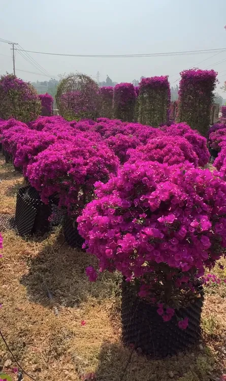 棒棒糖老桩三角梅庭院阳台花园盆栽地栽（一物一拍修剪带土球发货）