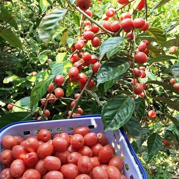 【绿植】 羊奶果苗改良原生苗纯甜大果品种耐寒带土带叶营养杯发货