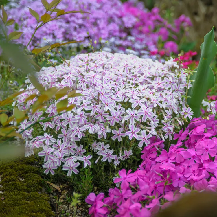 【2件8折 4件6.2折】虹越 | 芝樱盆栽耐寒多年生庭院花境植物爆花