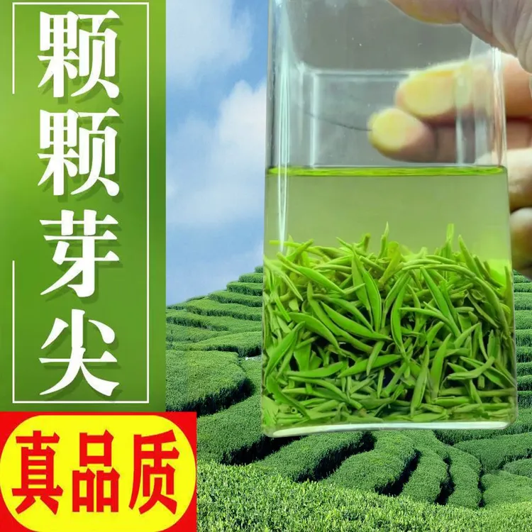 国乐信阳毛尖雨前中芽浓香新茶耐泡型春茶纯芽尖铁盒装正宗茶叶