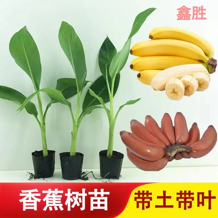 香蕉苗芭蕉苗皇帝蕉芭蕉树苗红香蕉苗庭院植物盆栽地栽带土发货