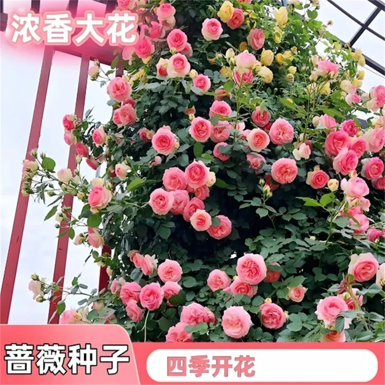 【爬藤蔷薇种子】家庭小院阳台花园盆栽地栽四季种植易栽易活商品图