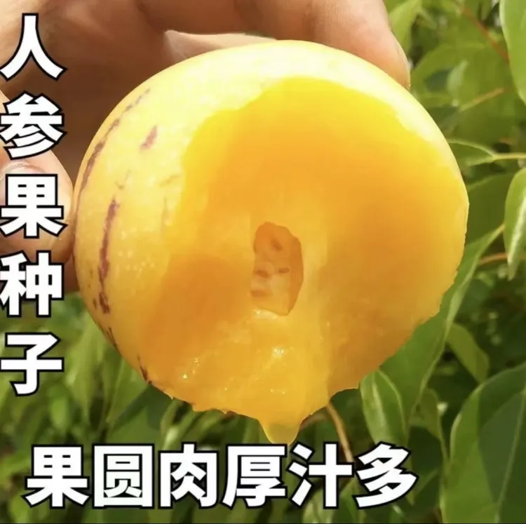 奶香人参果种子四季播种阳台盆栽小院种植简单夏季开花高产水果