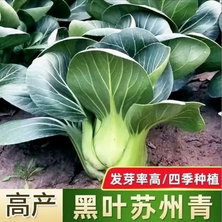 【 L 】快生长苏州青种子矮脚黑叶大青菜种籽大全四季春季上种球商品图