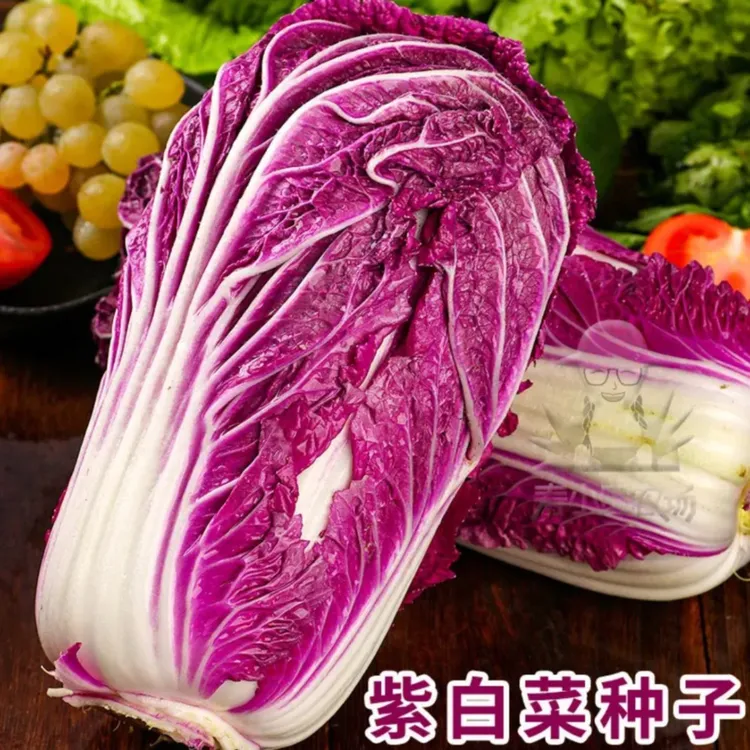 【紫白菜种子】紫白菜种子四季播种 庭院田地种植 农家蔬菜
