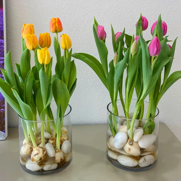 【郁金香种球】混色发货 四季开花阳台盆栽植物开花