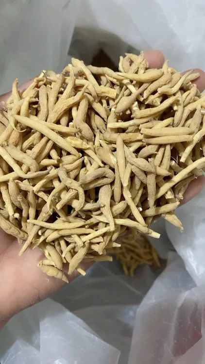 精选纯天然孩儿深,太子深,儿童汤,月卑胃不适