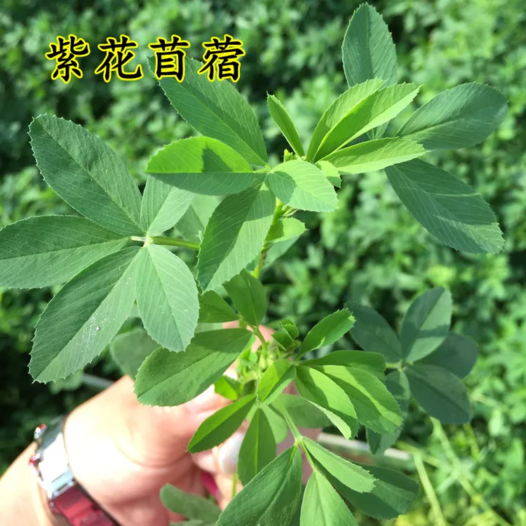 源头厂家放牧型紫花苜蓿牧草种子南方北方多年生耐寒牛羊兔牧草