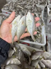 神泉港剥皮鱼5斤装，已帮去皮！