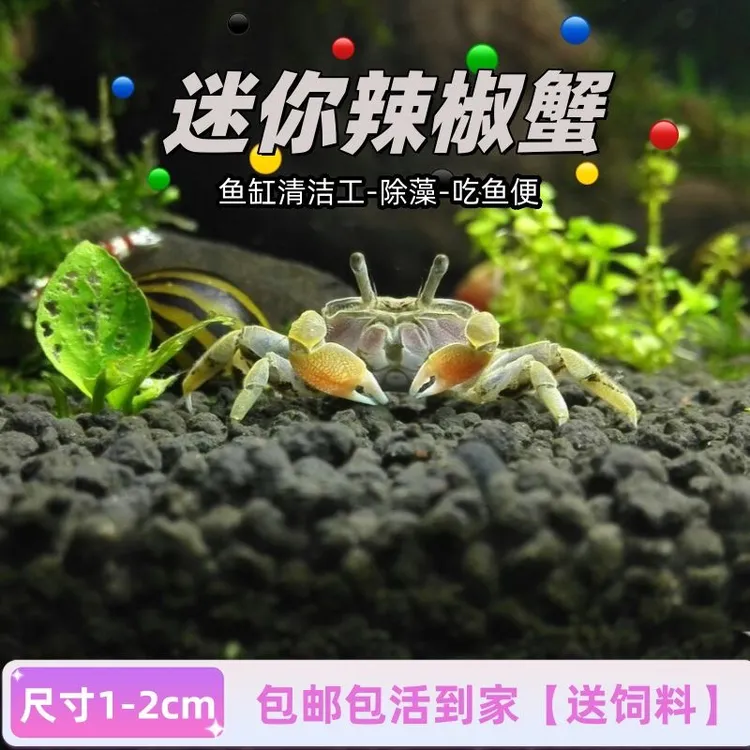 观赏蟹宠物蟹金鱼辣椒蟹淡水深水可养活体鱼缸爬宠可爱耐活小螃蟹
