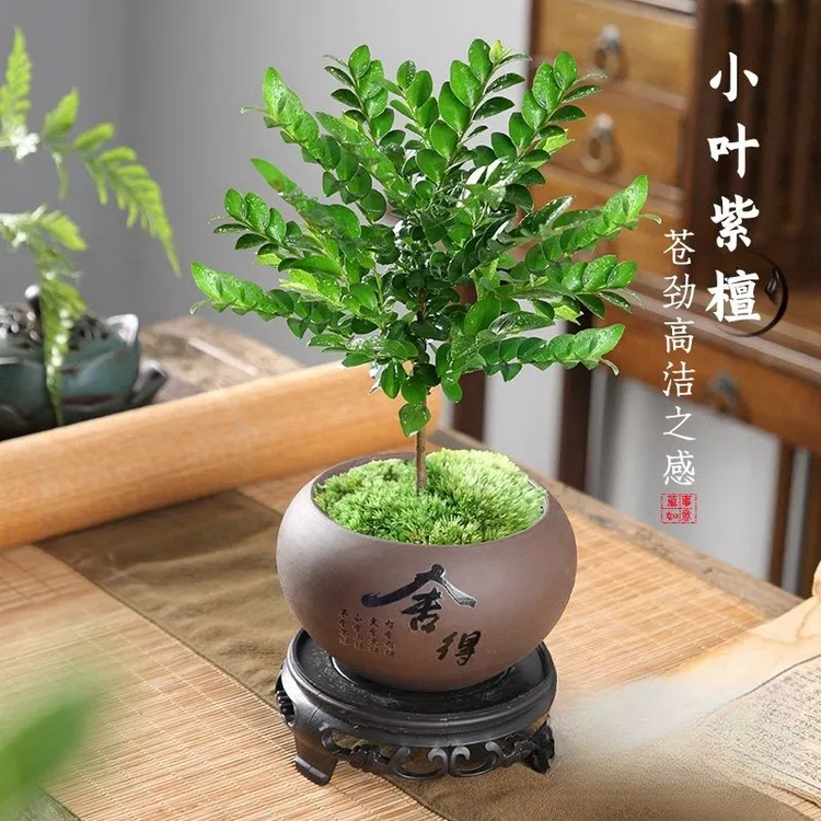 小叶紫檀盆景植物树苗盆栽办公室桌面室内花卉绿植好养活禅意摆件