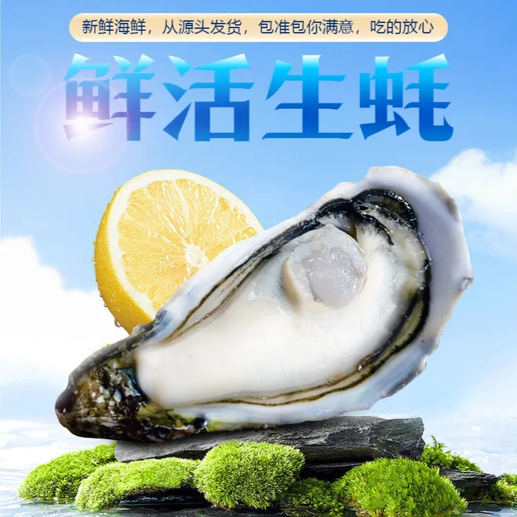 新鲜生蚝湛江原产地肥蚝新鲜捕捞现捞现发精挑选肉质细腻肥硕饱满