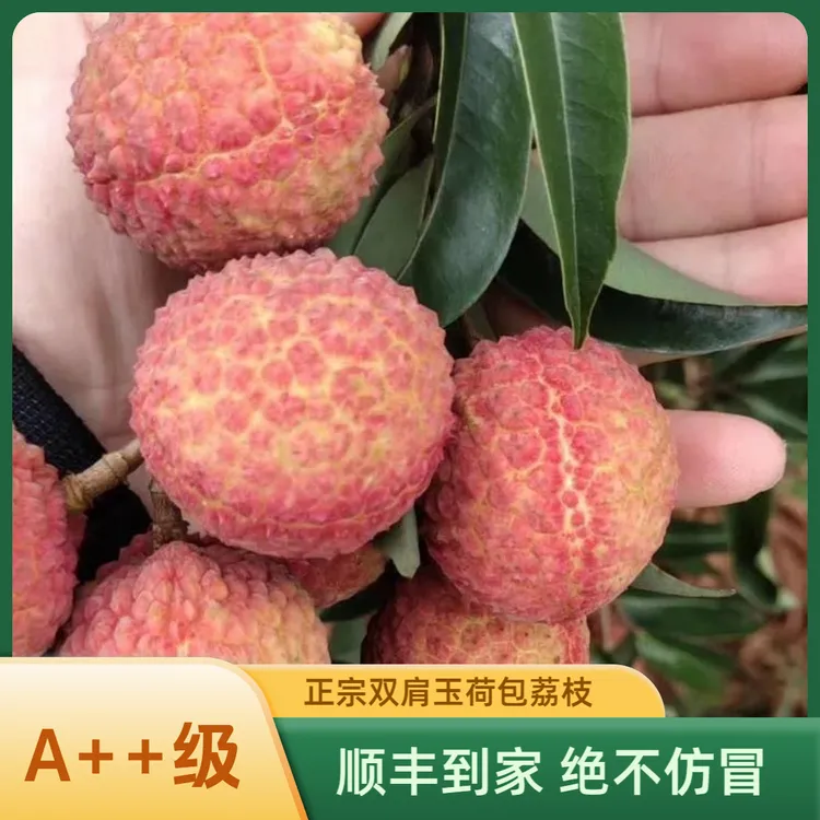 顺丰现货双肩老树玉荷包荔枝新鲜现摘高端品种现发水果整箱包邮大