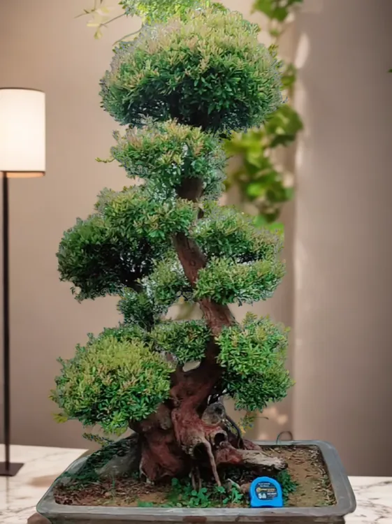 小叶红芽赤楠精品造型树百年老桩庭院室内造型树一物一拍盆景