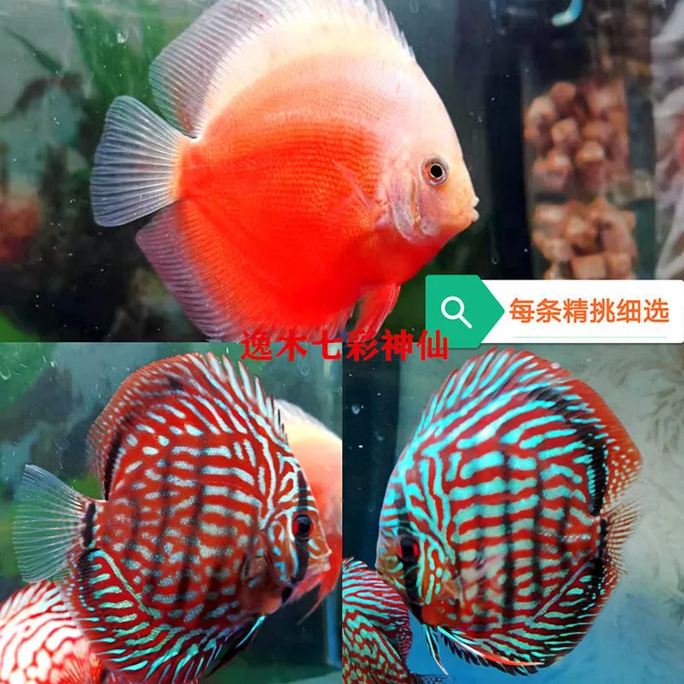 观赏鱼单条(8-9cm)【单条的价格2条起发】精品七彩神仙鱼燕鱼热带鱼