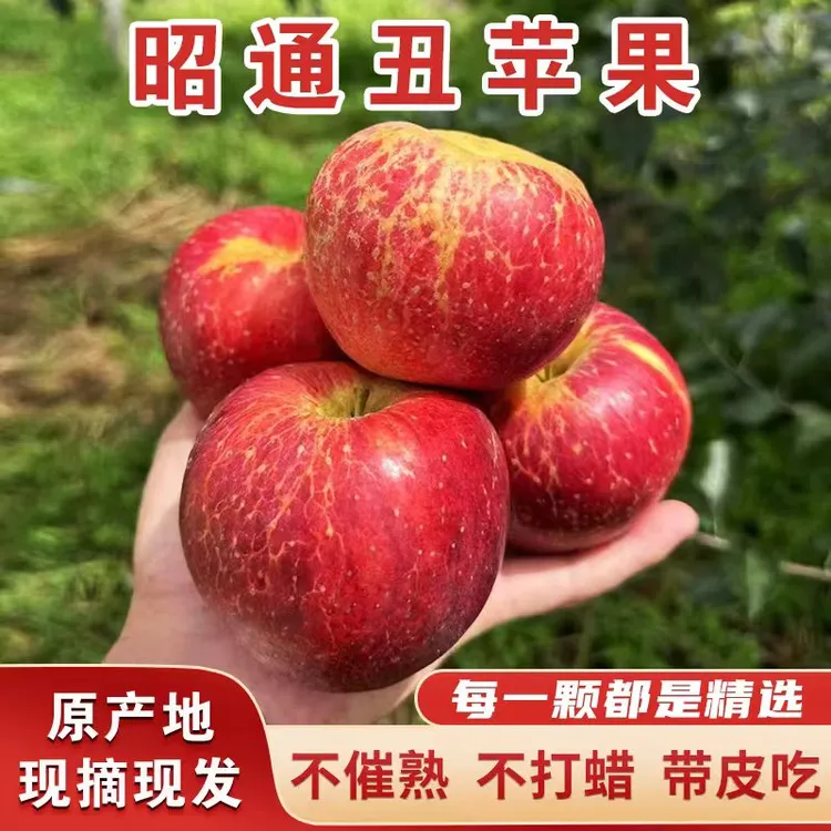 云南昭通冰糖心丑苹果现摘现发冰糖心苹果新鲜原生态产地直发糖心