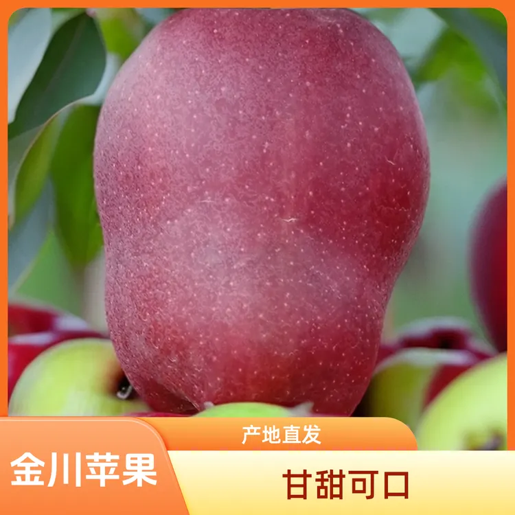 甘肃天水金川花牛苹果，蜜甜可口，果园鲜摘现发，产地果农直发