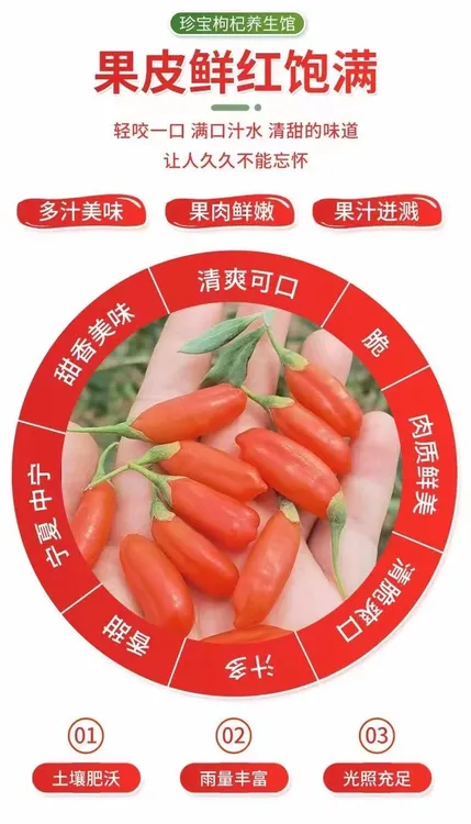 鲜枸杞  现摘枸杞  当日发货