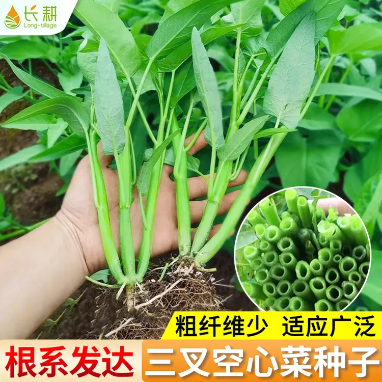 四季三叉空心菜种子四季空心菜种子盆栽蔬菜种籽空心菜菜苗带根