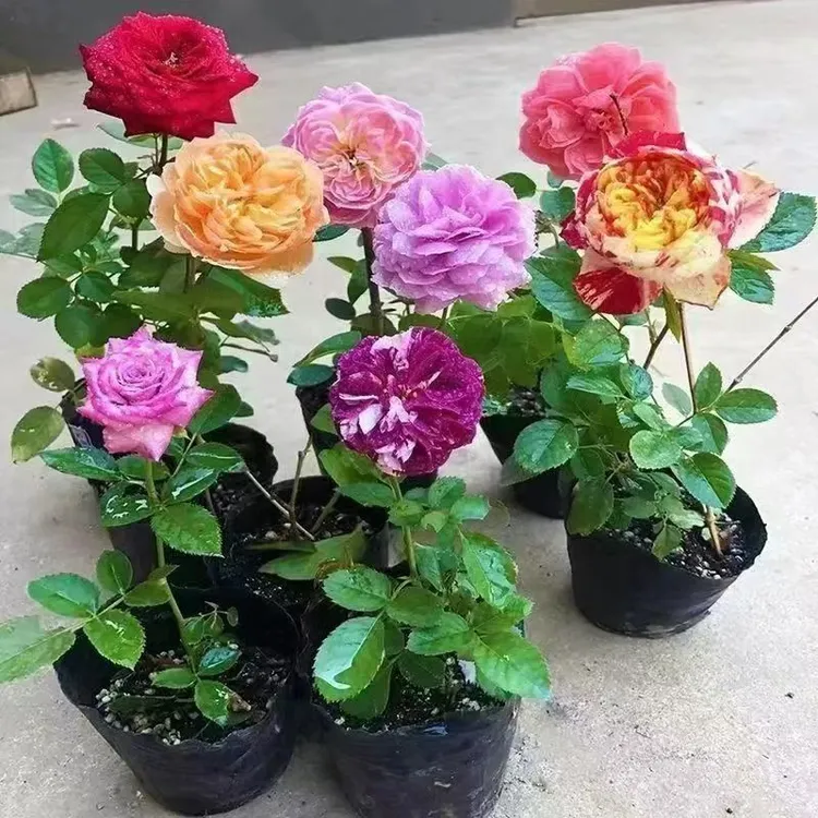 三颗包邮月季花苗切花玫瑰小苗庭院盆栽地栽四季开花新品月季浓香