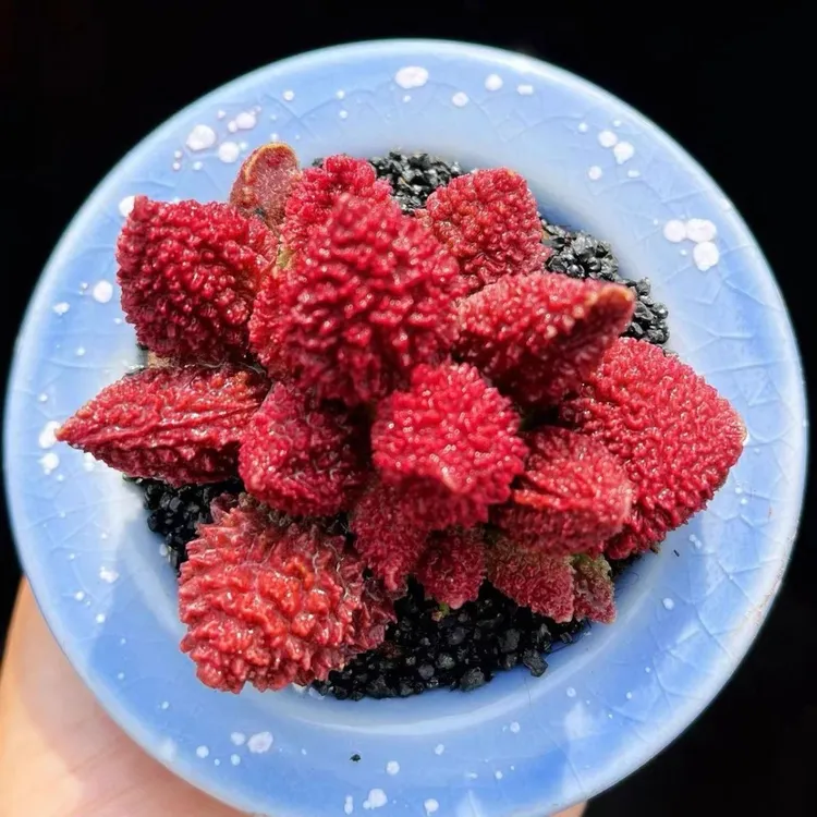 水泡多肉植物 稀有贵货进口朱子玉办公室小盆栽【全场满9.9元包邮】