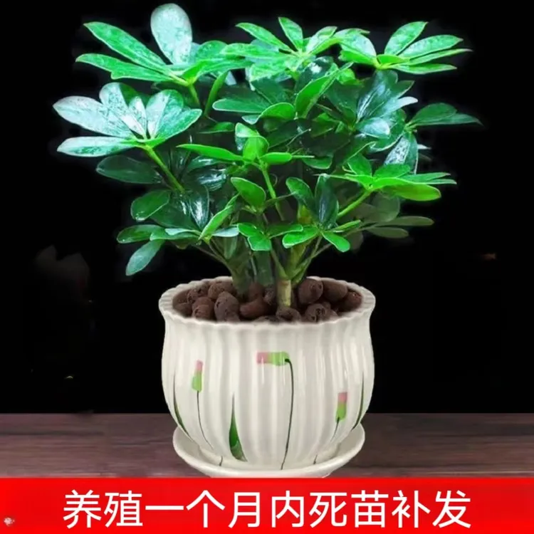 八方来财绿植盆栽室内桌面鸭脚木盆栽七叶莲客厅阳台发财树吸甲醛