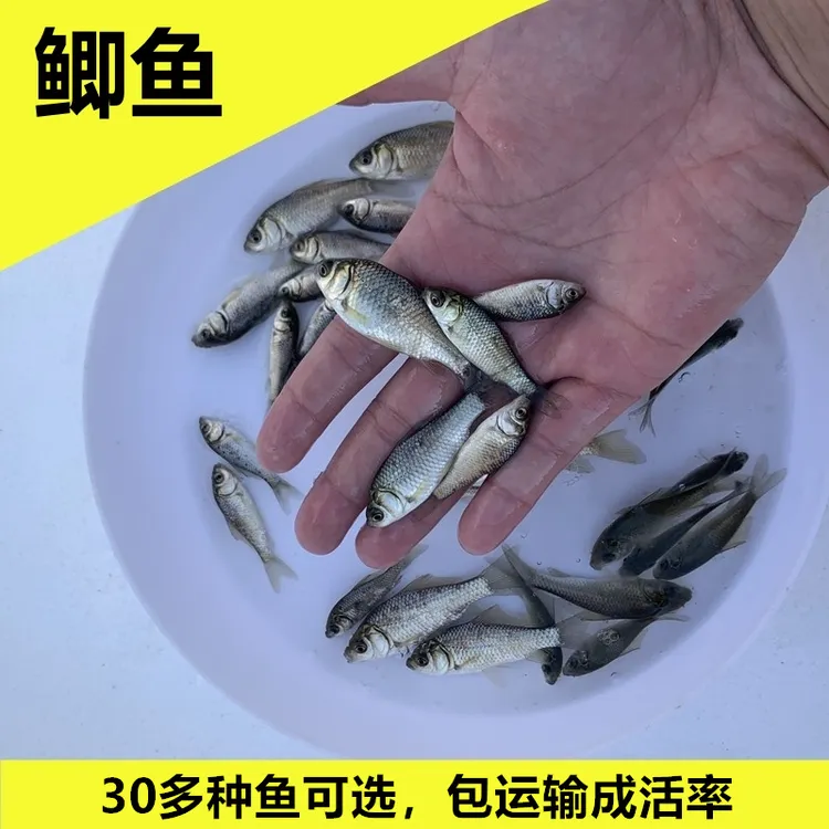 鲫鱼淡水活体中科3号5号白鲫鱼银鲫鱼土鲫大板高背鲫宠物观赏好养