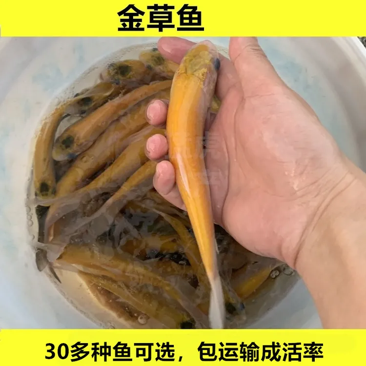 金草鱼金丝鲩鱼金丝草鱼红草鱼淡水活体宠物观赏鱼养殖好养活水族