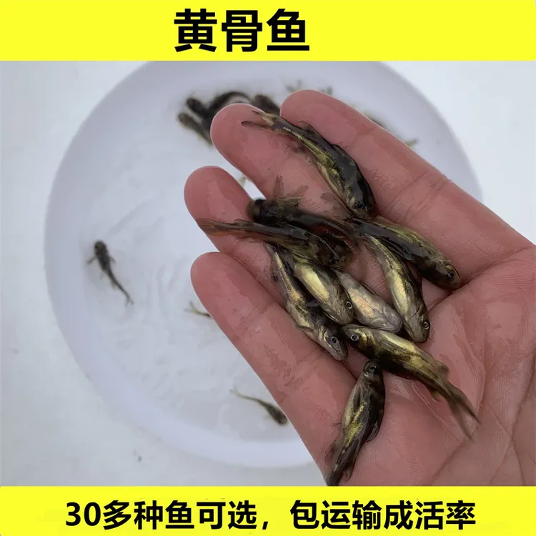 黄骨鱼黄辣丁黄颡鱼昂刺鱼黄丫叫鱼淡水活体宠物观赏鱼水族容易养