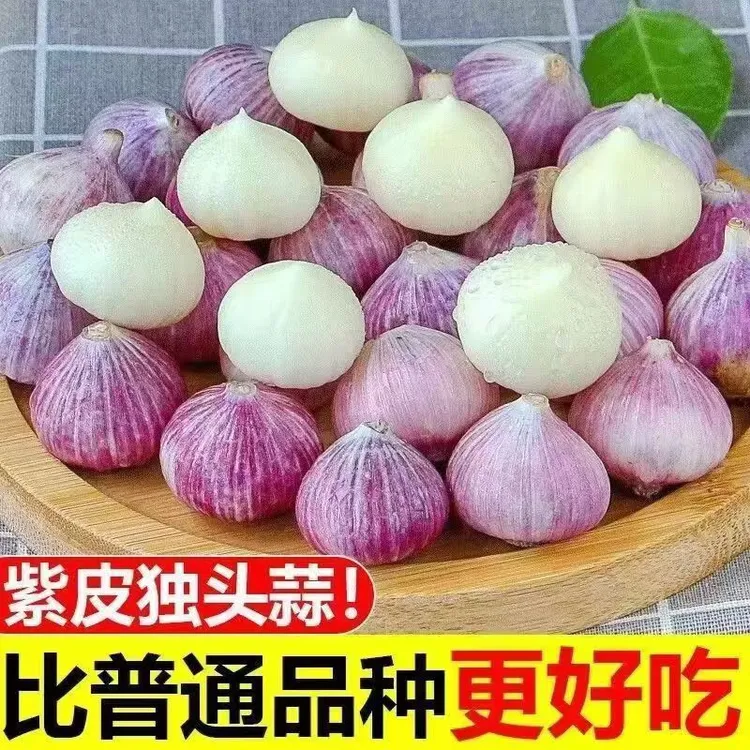 【紫皮单头蒜】种子优质单头蒜种籽圆头薄皮蒜种新鲜干蒜白心种子