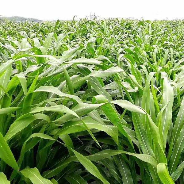 墨西哥玉米草种子优12阔叶玉米草猪羊牛鱼兔养殖草籽四季高产牧草