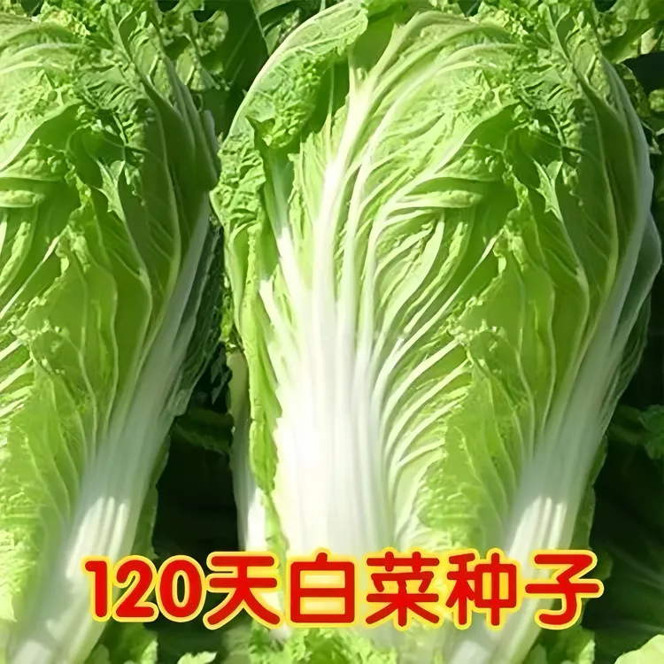 【全店满5/包免邮】大白菜种子生长晚熟阳台种植季节蔬菜荆芥种子