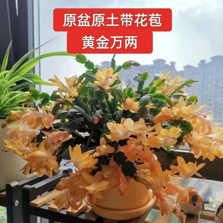 【黄金索菲亚】进口蟹爪兰四季开花阳台多肉绿植花卉盆栽室内带花