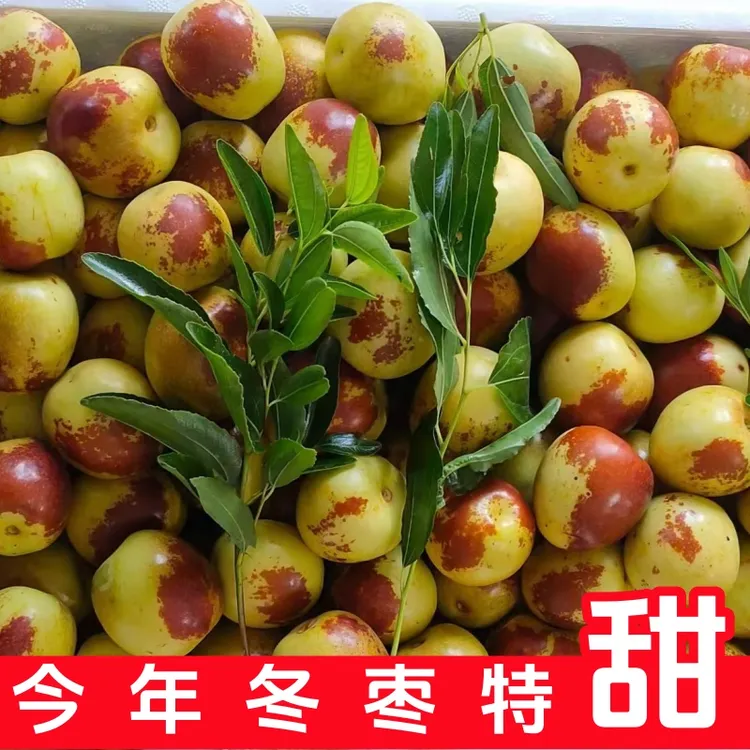 【正宗沾化冬枣】冰糖冬枣5斤装现脆甜冬枣孕妇新鲜应季水果