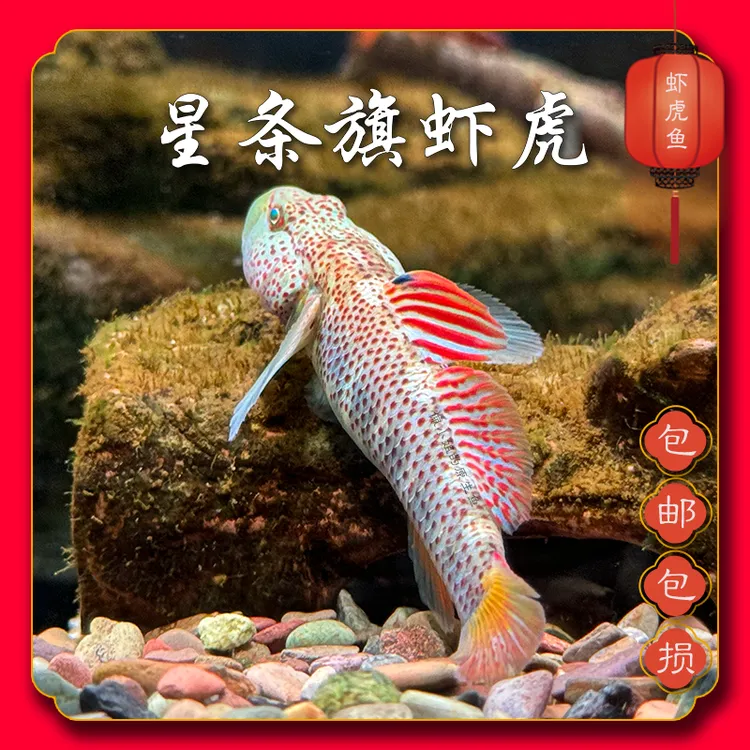 浙江星条旗虾虎 虾虎鱼 冷水鱼 原生鱼 底层鱼 混养 活体 观赏鱼