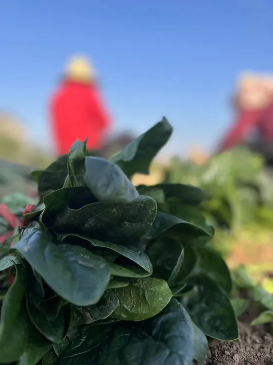 新鲜打霜趴地笨菠菜红根湖北产地现挖现发农家自种蔬菜家常菜