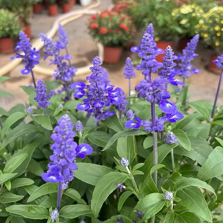 萨利芳鼠尾草(花期长 颜值高)庭院阳台开花植物