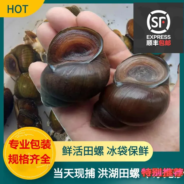 洪湖新鲜特大号田螺鲜活大田螺泥螺清水田螺石螺活体顺丰快递发货