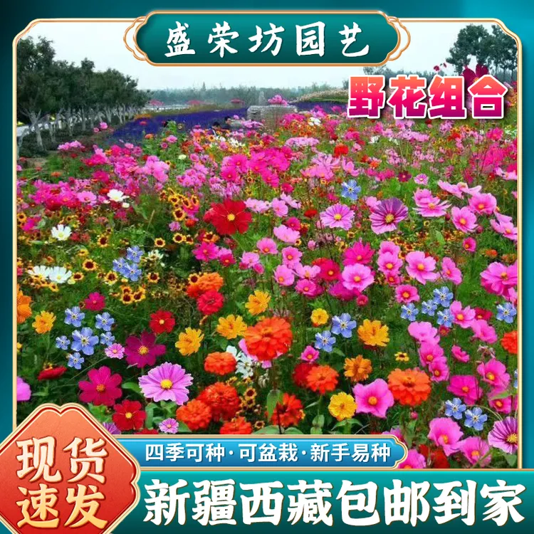 【新疆包邮】家庭花园野花组合庭院阳台盆栽四季开花不断花卉种子