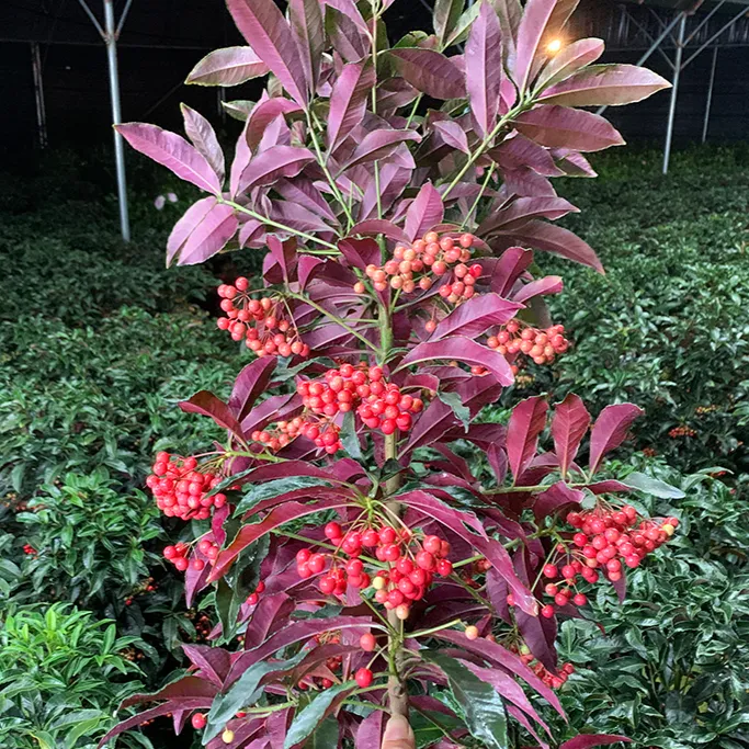 【新疆包邮】富贵籽黄金万两玉满堂盆栽室内庭院观赏盆景花卉种子