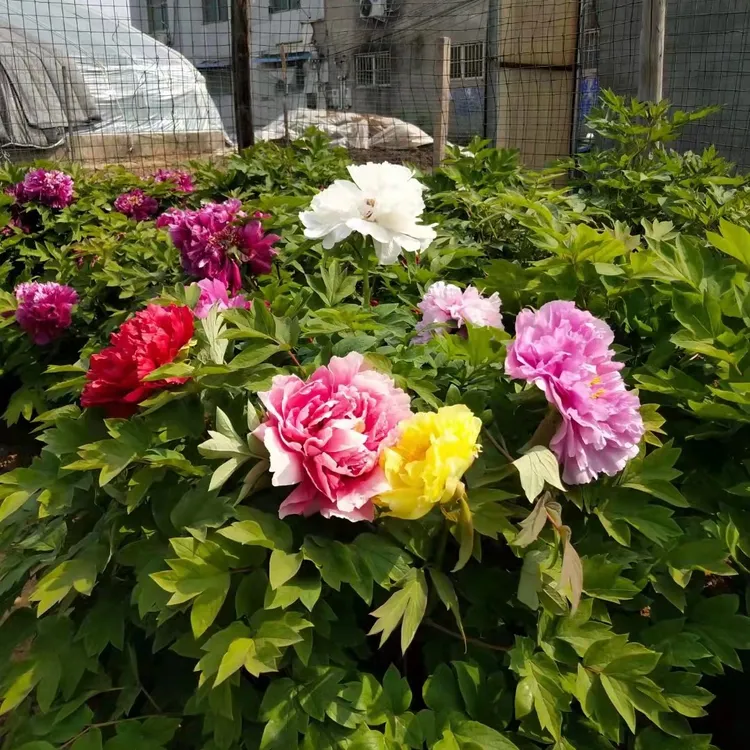 【原盆原土发货】洛阳牡丹花养不活可补发重瓣观赏牡丹花盆栽耐寒