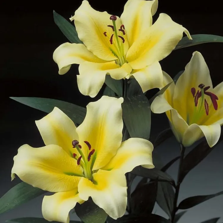 圃朗特园艺进口百合种球OT大花浓香木门盆栽家庭阳台球根花卉