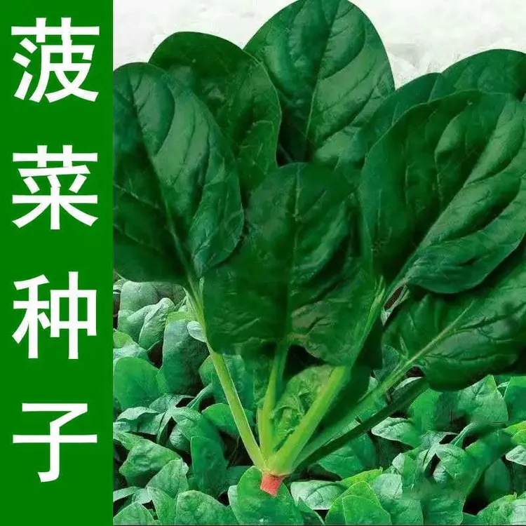 大叶菠菜种子散装春秋冬季耐寒耐热四季播盆栽红根菠菜籽蔬菜种孑