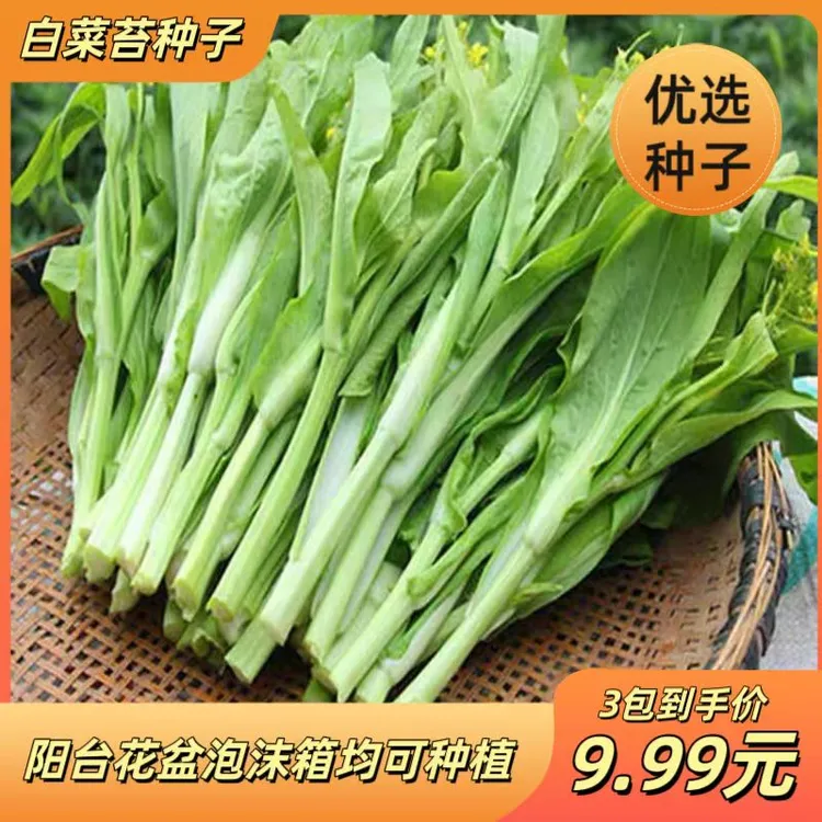 四季早熟白菜苔种子白菜薹菜心种籽可多次采收高产抗病蔬菜种子