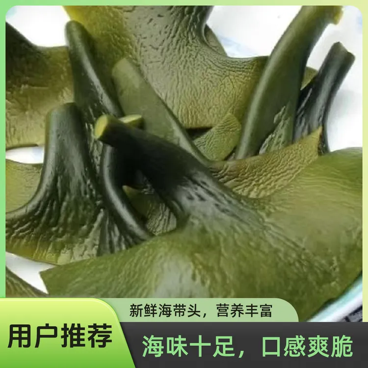 霞浦特产海带头新鲜盐渍干净无沙500克凉拌煲汤烫火锅厚实头部