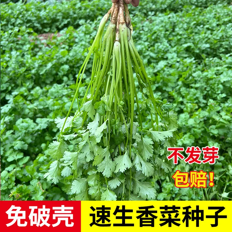 【香菜种子】四季老品种免破壳秋季耐寒热香菜籽厂家