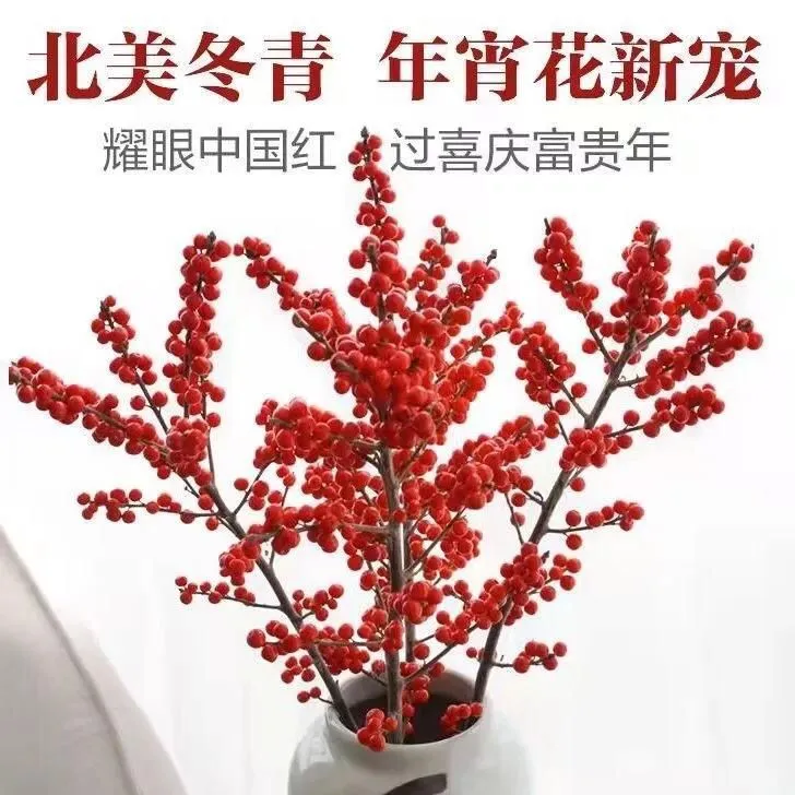 进口北美冬青老桩耐寒年宵花红果盆栽花卉基地直发室内庭院招财红