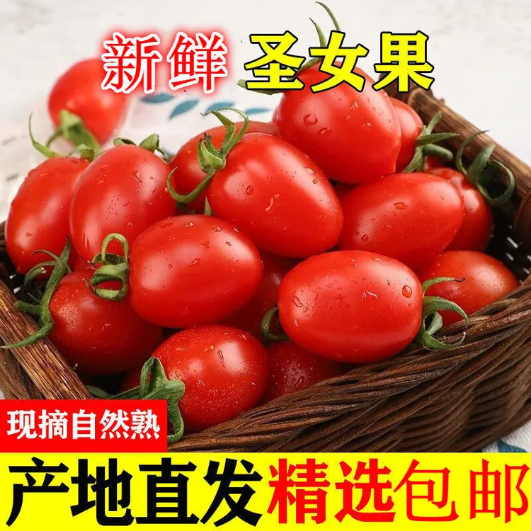 现摘圣女果新鲜小番茄西红柿水果新鲜当季整箱包邮5斤