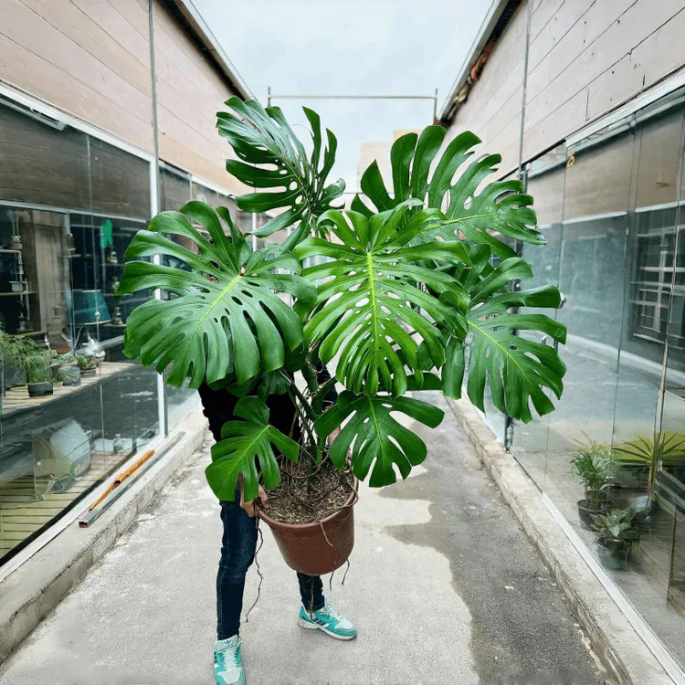 老桩龟背竹 巨叶龟背竹 ins风网红绿植 北欧风简约风室内大型植物