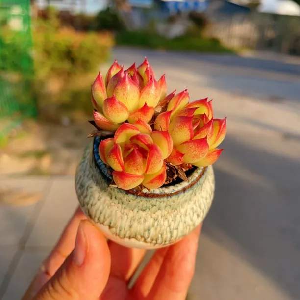 月亮石群多肉植物状态多肉绿植盆栽